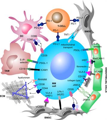 Frontiers | Contribution Of The Tumor Microenvironment To Metabolic ...